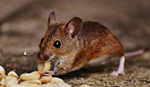 24 Hour & Emergency Exterminators in Cogan Station, PA